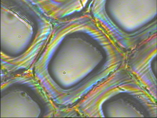 The back scattered Rayleigh.png