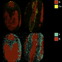 MicroXRF analysis of seeds